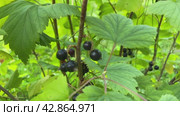 Close-up of a currant bush with growing ripe black berries on a summer day. Blackcurrant harvest at the farm.Selective focus. Useful berries grow on bushes. Стоковое видео, видеограф Ирина Старикова / Фотобанк Лори