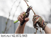 Spring work in the garden. The gardener's hand with a pruner. Pruning raspberry and blackberry bushes with pruning shears. Cottage and vegetable garden, gardening, bush care. Стоковое фото, фотограф Photojuli / Фотобанк Лори