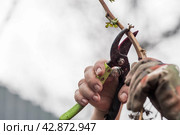 Spring work in the garden. The gardener's hand with a pruner. Pruning raspberry and blackberry bushes with pruning shears. Cottage and vegetable garden, gardening, bush care. Стоковое фото, фотограф Photojuli / Фотобанк Лори