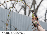 Spring work in the garden. The gardener's hand with a pruner. Pruning raspberry and blackberry bushes with pruning shears. Cottage and vegetable garden, gardening, bush care. Стоковое фото, фотограф Photojuli / Фотобанк Лори