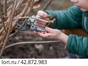 Spring work in the garden. The gardeners hand with a pruner. Pruning hydrangea bushes with pruning shears. Cottage and garden, gardening, flower care. Стоковое фото, фотограф Photojuli / Фотобанк Лори