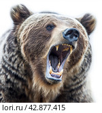 Roaring Brown Bear. Стоковое AI-изображение, AI-художник Кирилл Черезов / Фотобанк Лори