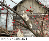 Кот на охоте. Стоковое фото, фотограф Ирина Тульская / Фотобанк Лори