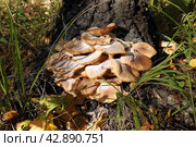 Под березой в траве в летний день растут настоящие опята (лат. Armillaria mellea), покрытые белой плесенью. Стоковое фото, фотограф Наталья Сухорукова / Фотобанк Лори
