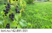 Close-up of a currant bush with growing ripe black berries on a summer day. Blackcurrant harvest at the farm.Selective focus. Useful berries grow on bushes. Стоковое видео, видеограф Ирина Старикова / Фотобанк Лори