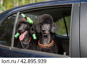 Two black poodles looking out the car window with green hair accessories. Стоковое фото, фотограф Светлана Акифьева / Фотобанк Лори