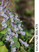 Corydalis solida flowers, close up. Стоковое фото, фотограф Александр Курлович / Фотобанк Лори
