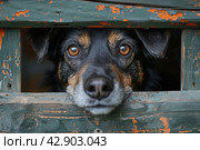 Unhappy dog peeks out of a crack in a wooden booth at a shelter. Стоковое AI-изображение, AI-художник Анна Кривицкая / Фотобанк Лори