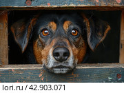 Unhappy dog peeks out of a crack in a wooden booth at a shelter. Стоковое AI-изображение, AI-художник Анна Кривицкая / Фотобанк Лори