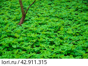 The trunk of a young tree surrounded by fresh green thickets of grass. Place for the inscription. Стоковое фото, фотограф Ярославский Максим / Фотобанк Лори