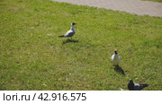 Seagull on grass to entice worms to the surface for food. gull walk in italy park. beautiful and funny seagull on green grass. Flock of white and gray seagulls. Стоковое видео, видеограф Марина Демидюк / Фотобанк Лори
