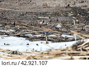 Small bird walk the coast of frozen Baltic Sea. The snow bunting. Стоковое фото, фотограф EugeneSergeev / Фотобанк Лори