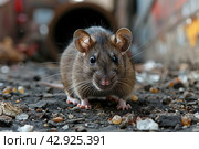 A close-up shot of a wild rodent, apparently a rat. The animal looks straight into the camera, its eyes sparkle, and its whiskers stick out in all directions, giving it a wary and attentive expression. The rat is on a paved surface strewn with small stones and sand. The urban environment is blurred in the background, creating a contrast between the animal and its environment. Стоковое AI-изображение, AI-художник Анна Кривицкая / Фотобанк Лори