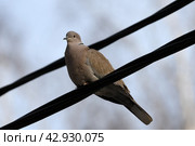 Кольчатая горлица сидит на проводах. Стоковое фото, фотограф Natalia Sidorova / Фотобанк Лори