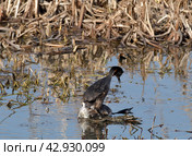 Большая поганка, или чомга (лат. Podiceps cristatus). Брачные танцы чомг. Стоковое фото, фотограф Natalia Sidorova / Фотобанк Лори