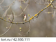 Черноголовый щегол. Стоковое фото, фотограф Natalia Sidorova / Фотобанк Лори