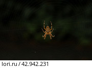 Spider on the web. Стоковое фото, фотограф Винокуров Александр / Фотобанк Лори