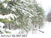 Pine forest in winter during the day in severe frost, Karelia. Snow on the coniferous branches. Frosty sunny weather anticyclone. Scots pine Pinus sylvestris is a plant pine Pinus of Pine Pinaceae. Стоковое фото, фотограф Юлия Петровская / Фотобанк Лори