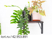 Marniera chrysocardium epiphyllum is a forest cactus on a shelf in the shape of a house on a white brick wall. Home potted plant in the interior. Стоковое фото, фотограф Ольга Симонова / Фотобанк Лори