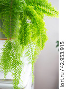 Fluffy fern in a white loft-style interior. Nephrolepis Marisa is a varietal ornamental fern. Стоковое фото, фотограф Ольга Симонова / Фотобанк Лори