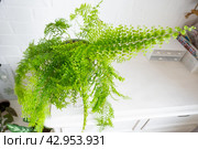Fluffy fern in a white loft-style interior. Nephrolepis Marisa is a varietal ornamental fern. Стоковое фото, фотограф Ольга Симонова / Фотобанк Лори