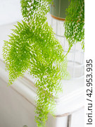 Fluffy fern in a white loft-style interior. Nephrolepis Marisa is a varietal ornamental fern. Стоковое фото, фотограф Ольга Симонова / Фотобанк Лори