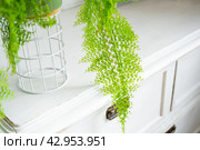 Fluffy fern in a white loft-style interior. Nephrolepis Marisa is a varietal ornamental fern. Стоковое фото, фотограф Ольга Симонова / Фотобанк Лори
