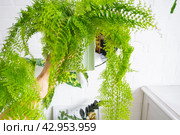 Fluffy fern in a white loft-style interior. Nephrolepis Marisa is a varietal ornamental fern. Стоковое фото, фотограф Ольга Симонова / Фотобанк Лори