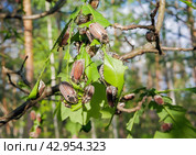 Many chafer beetle eat leaves of young trees in the forest. Стоковое фото, фотограф Александр Довянский / Фотобанк Лори