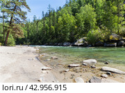 Scenic summer landscape with mountain river with sandy beach, clear blue water and green forest along banks on sunny day. Natural background. Ukhgun river, Nilovka, Tunka, Buryatia, Baikal region. Стоковое фото, фотограф Виктория Катьянова / Фотобанк Лори