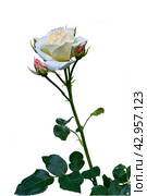 Single beautiful white rose "helga" isolated on white background. Стоковое фото, фотограф Борис Лукьянов / Фотобанк Лори