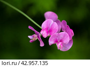 Close up of pink sweet pea (lathyrus odoratus) flowers in summer garden. Стоковое фото, фотограф Борис Лукьянов / Фотобанк Лори