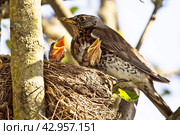 Hungry wagtail chicks in nest. Стоковое фото, фотограф Борис Лукьянов / Фотобанк Лори