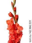 Orange gladiolus. Стоковое фото, фотограф Винокуров Александр / Фотобанк Лори