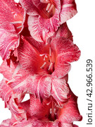 Pink and white variegated gladiolus. Стоковое фото, фотограф Винокуров Александр / Фотобанк Лори