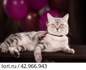 Красивая, серая британская кошка с бантом на шее на фоне воздушных шаров. Стоковое фото, фотограф Останина Екатерина / Фотобанк Лори