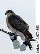 Ястреб-перепелятник (лат. Accipiter nisus) Стоковое фото, фотограф Бородкин Андрей / Фотобанк Лори