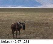 Гну в заповеднике Нгоронгоро (2019 год). Редакционное фото, фотограф Лара Лаби / Фотобанк Лори