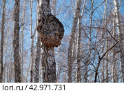 Huge growth on the trunk of a birch tree. A big forest tree is sick. Стоковое фото, фотограф Светлана Акифьева / Фотобанк Лори