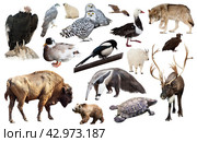 set of north american animals isolated. Стоковое фото, фотограф Яков Филимонов / Фотобанк Лори