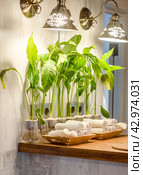Spathiphyllum cochlearispathum commonly called peace lily growing in water in glass. Стоковое фото, фотограф Татьяна Терехина / Фотобанк Лори
