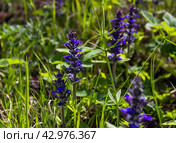 Ajuga reptans Flowers. Стоковое фото, фотограф Любовь Назарова / Фотобанк Лори