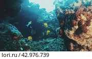 Underwater world with yellow color tropical fishes moorish idol and surgeons fish swimming in stone cave. Nature. Meditative nature. Coral reef bottom. Film grain pixel texture. Стоковое видео, видеограф Валенти Финаев / Фотобанк Лори