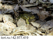 Common toad (Bufo bufo) in the forest hiding among last year's leaves. Стоковое фото, фотограф Евгений Харитонов / Фотобанк Лори