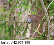 A beautiful waxwing sits on a spruce branch with its back to us. The bird turned its head to the side. Forest natural background with waxwing. Стоковое фото, фотограф Бузмакова Светлана / Фотобанк Лори