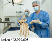 Chihuahua with bandaged belly waiting for postoperative examination in surgical room. Стоковое фото, фотограф Яков Филимонов / Фотобанк Лори