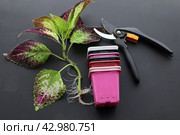 Черенки колеуса с белыми корнями, пластиковые стаканчики для рассады и сектор. Вегетативное размножение растений. Стоковое фото, фотограф Наталья Сухорукова / Фотобанк Лори