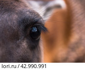 Портрет Лани с красивыми глазами. Стоковое фото, фотограф Анатолий Володин / Фотобанк Лори