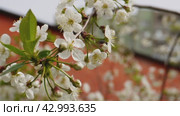 A branch of a blooming apple tree in the wind. Spring is in the city. Стоковое видео, видеограф Ярославский Максим / Фотобанк Лори