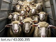 Sheep crammed subway. Generate ai. Стоковое AI-изображение, AI-художник Иван Рябоконь / Фотобанк Лори